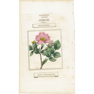 イギリス アンティークボタニカルアート/植物画 ROSA RUBIGINOSA（ロサルビギノーサ）  0524
