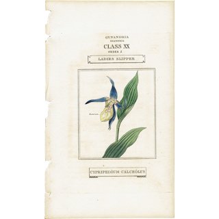 イギリス アンティークボタニカルアート/植物画 LADIES SLIPPER（レディーススリッパ）  0525