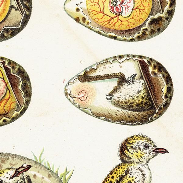 LITTLE BROWN LIZARD, トカゲ, 爬虫類,博物画,