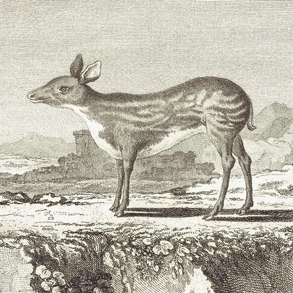 ޥ᥸ʡCHEVROTAIN˥ե󥹤ʪؼBuffon ƥץ  0110