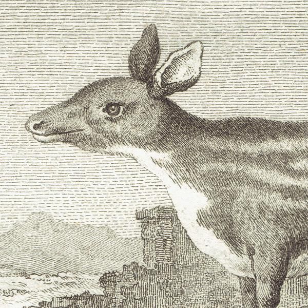 ޥ᥸ʡCHEVROTAIN˥ե󥹤ʪؼBuffon ƥץ  0110