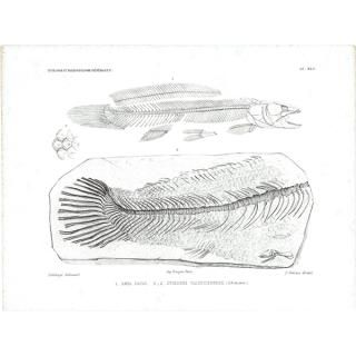 最低価格の 動物・昆虫・海洋生物・スケルトンなどの博物画 - アンティーク その他