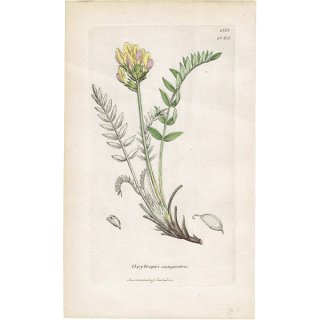 イギリス ボタニカルアート/植物画 OXYTROPIS campestris(マメ科オヤマノエンドウ属). plate.1025,1839年 0515