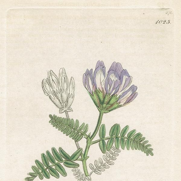 ꥹ ܥ˥륢/ʪ ASTRAGALUS hypoglottis(ޥʥ°). plate.1023,1839ǯ 0516