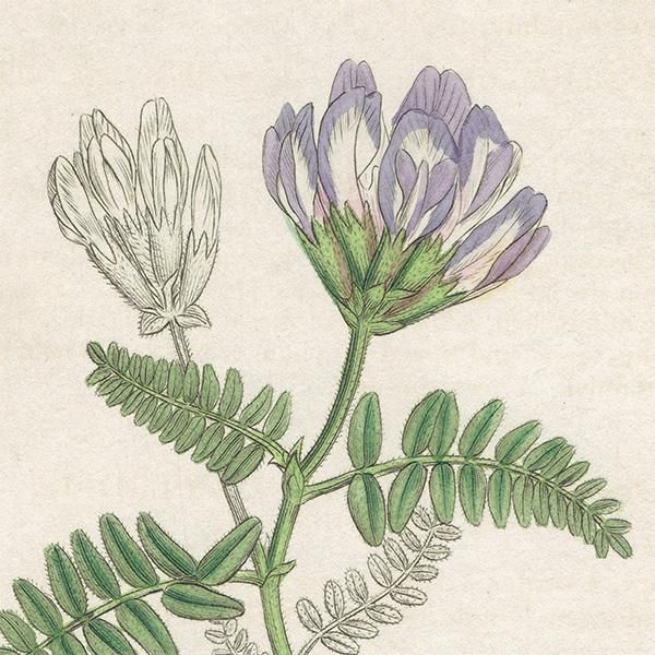 ꥹ ܥ˥륢/ʪ ASTRAGALUS hypoglottis(ޥʥ°). plate.1023,1839ǯ 0516