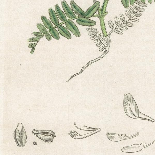 ꥹ ܥ˥륢/ʪ ASTRAGALUS hypoglottis(ޥʥ°). plate.1023,1839ǯ 0516