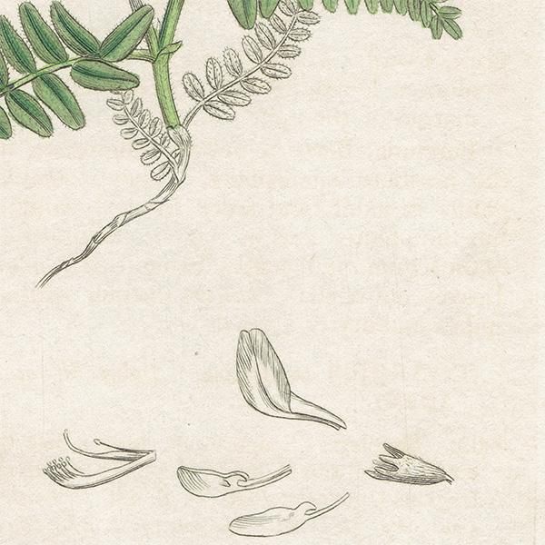 ꥹ ܥ˥륢/ʪ ASTRAGALUS hypoglottis(ޥʥ°). plate.1023,1839ǯ 0516