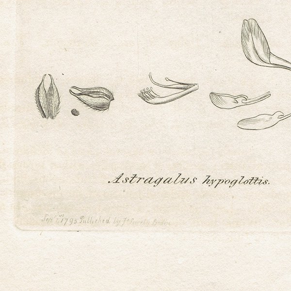 ꥹ ܥ˥륢/ʪ ASTRAGALUS hypoglottis(ޥʥ°). plate.1023,1839ǯ 0516
