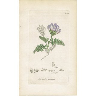 イギリス ボタニカルアート/植物画 ASTRAGALUS hypoglottis(マメ科ゲンゲ属). plate.1023,1839年 0516