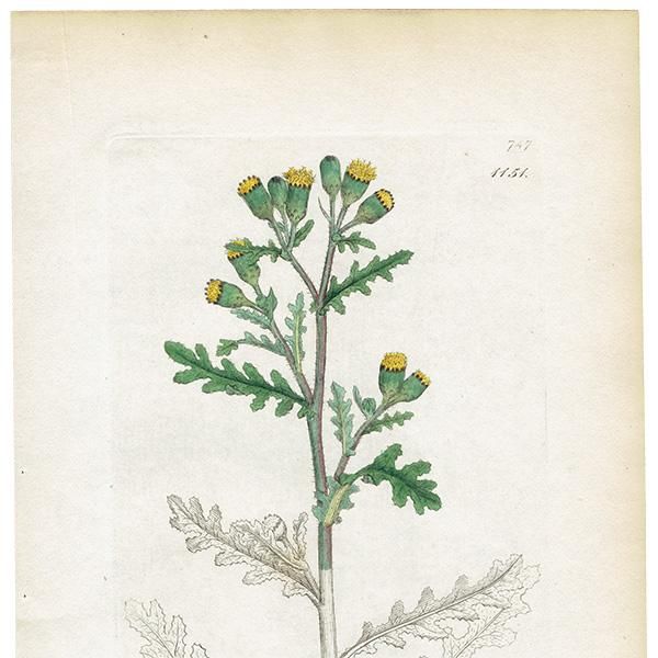 ꥹ ܥ˥륢/ʪ SENECIO vulgaris(Υܥ). plate.1151,1839ǯ 0517