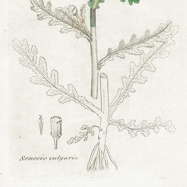 ꥹ ܥ˥륢/ʪ SENECIO vulgaris(Υܥ). plate.1151,1839ǯ 0517