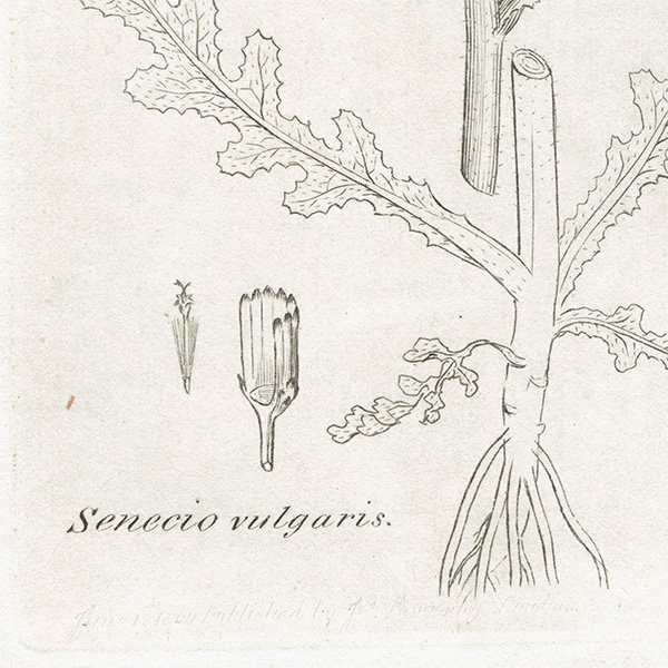 ꥹ ܥ˥륢/ʪ SENECIO vulgaris(Υܥ). plate.1151,1839ǯ 0517