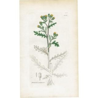 ꥹ ܥ˥륢/ʪ SENECIO vulgaris(Υܥ). plate.1151,1839ǯ 0517