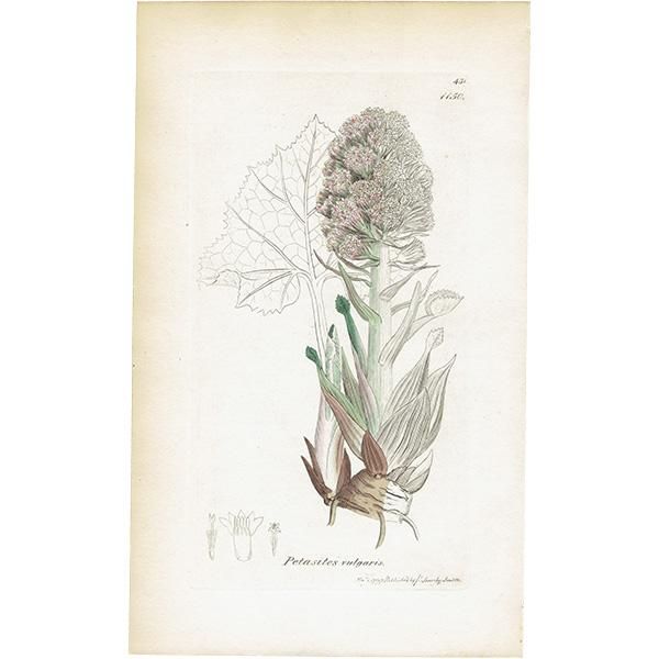 ꥹ ܥ˥륢/ʪ PETASITES vulgaris(襦ե). plate.1150,1839ǯ 0518