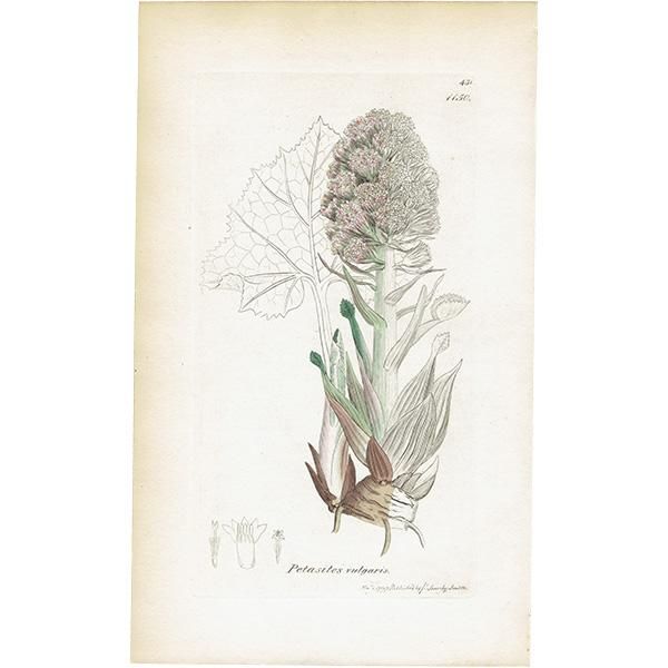 ꥹ ܥ˥륢/ʪ PETASITES vulgaris(襦ե). plate.1150,1839ǯ 0518