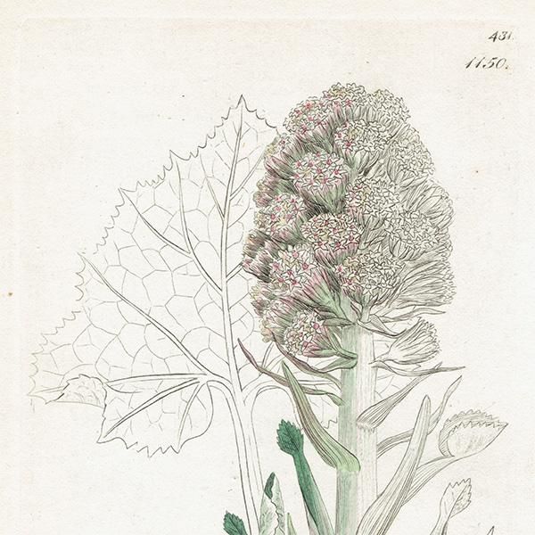 ꥹ ܥ˥륢/ʪ PETASITES vulgaris(襦ե). plate.1150,1839ǯ 0518