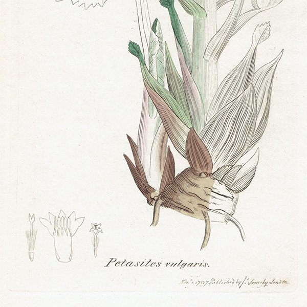 ꥹ ܥ˥륢/ʪ PETASITES vulgaris(襦ե). plate.1150,1839ǯ 0518