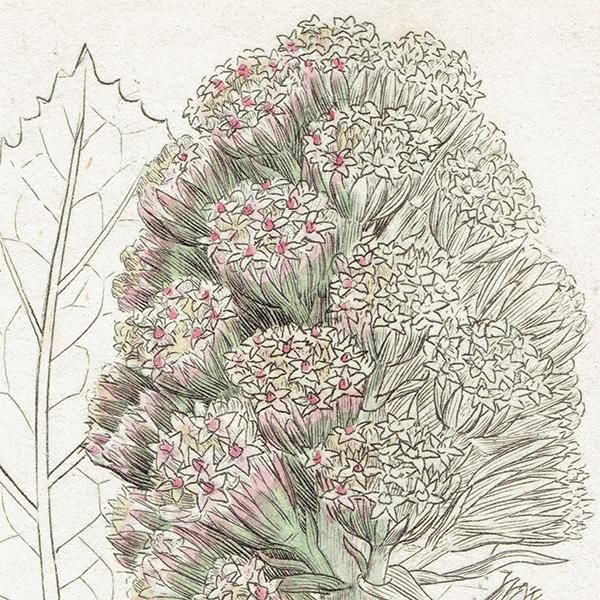 ꥹ ܥ˥륢/ʪ PETASITES vulgaris(襦ե). plate.1150,1839ǯ 0518