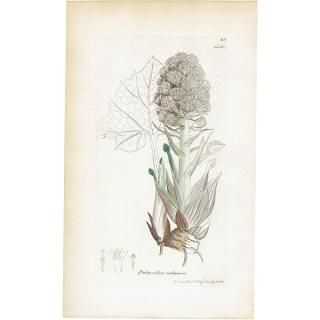 ꥹ ܥ˥륢/ʪ PETASITES vulgaris(襦ե). plate.1150,1839ǯ 0518