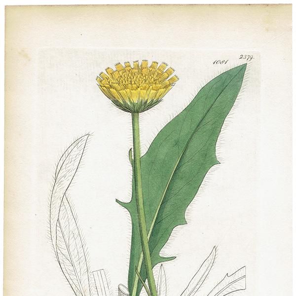 ꥹ ܥ˥륢/ʪ HIERACIUM Halleri(ʥݥ°). plate.1081,1839ǯ 0519