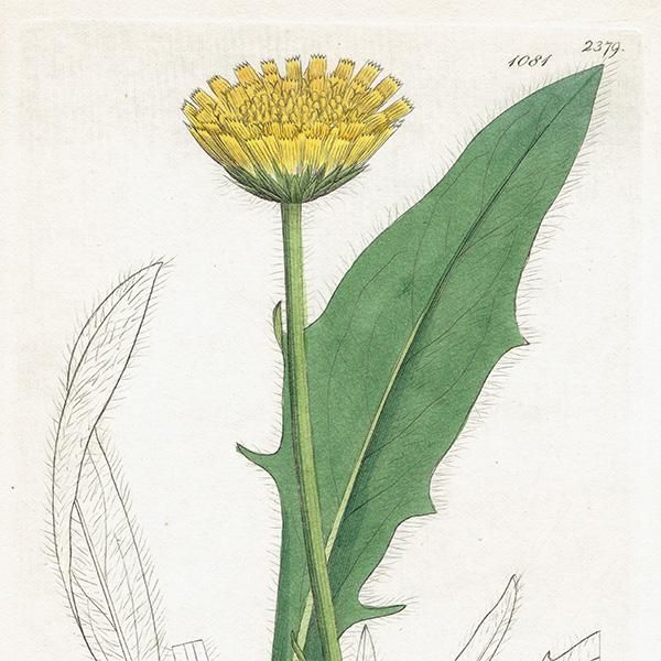 ꥹ ܥ˥륢/ʪ HIERACIUM Halleri(ʥݥ°). plate.1081,1839ǯ 0519