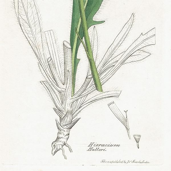 ꥹ ܥ˥륢/ʪ HIERACIUM Halleri(ʥݥ°). plate.1081,1839ǯ 0519