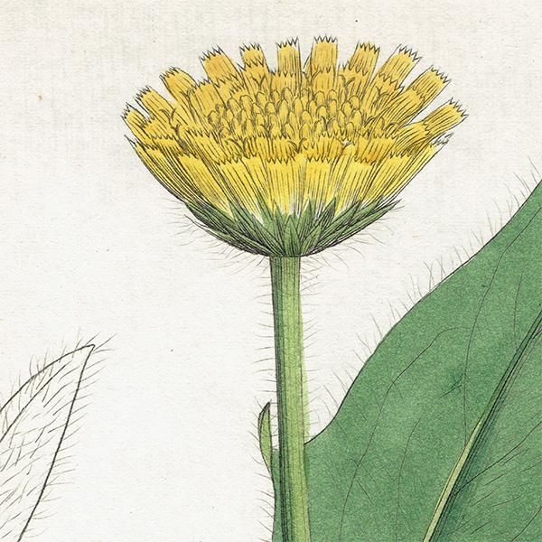 ꥹ ܥ˥륢/ʪ HIERACIUM Halleri(ʥݥ°). plate.1081,1839ǯ 0519