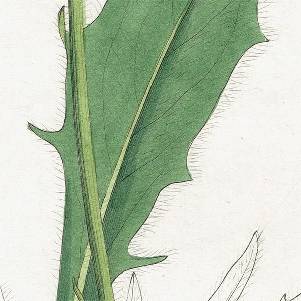 ꥹ ܥ˥륢/ʪ HIERACIUM Halleri(ʥݥ°). plate.1081,1839ǯ 0519