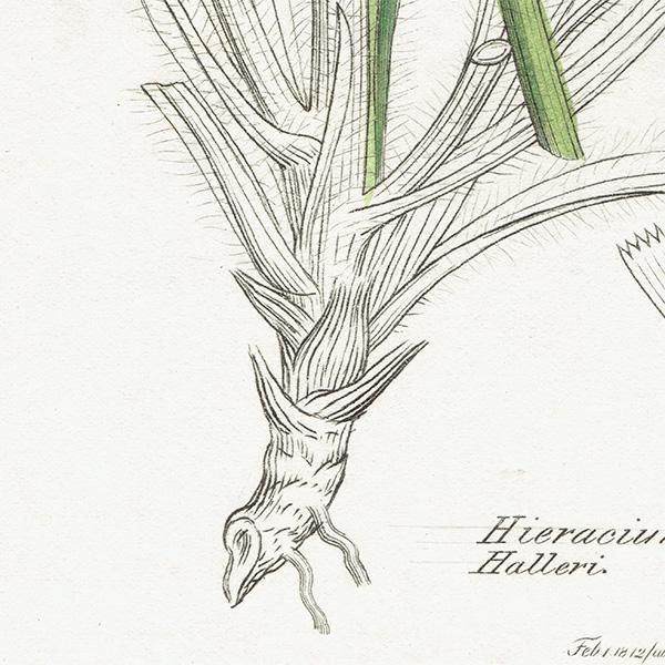 ꥹ ܥ˥륢/ʪ HIERACIUM Halleri(ʥݥ°). plate.1081,1839ǯ 0519