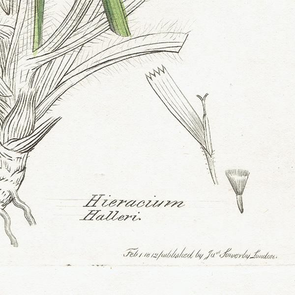 ꥹ ܥ˥륢/ʪ HIERACIUM Halleri(ʥݥ°). plate.1081,1839ǯ 0519