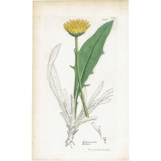 ꥹ ܥ˥륢/ʪ HIERACIUM Halleri(ʥݥ°). plate.1081,1839ǯ 0519