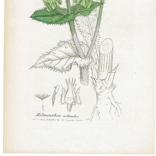 ꥹ ܥ˥륢/ʪ HIERACIUM Halleri(°). plate.1063,1839ǯ 0520