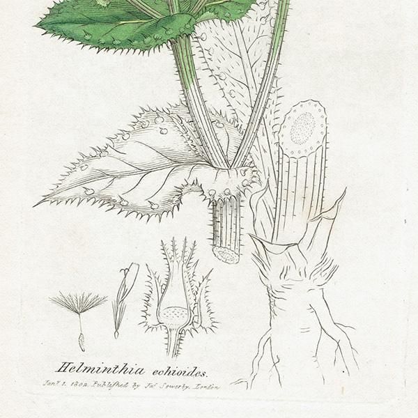 ꥹ ܥ˥륢/ʪ HIERACIUM Halleri(°). plate.1063,1839ǯ 0520