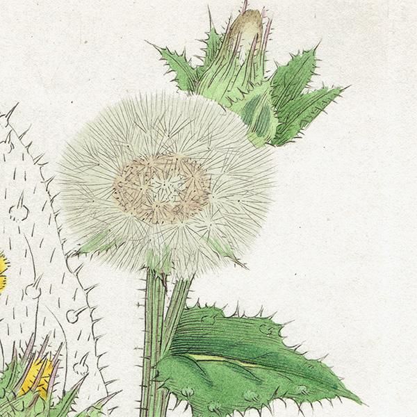 ꥹ ܥ˥륢/ʪ HIERACIUM Halleri(°). plate.1063,1839ǯ 0520