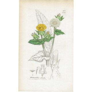 イギリス ボタニカルアート/植物画 HIERACIUM Halleri(コウゾリナ属). plate.1063,1839年 0520