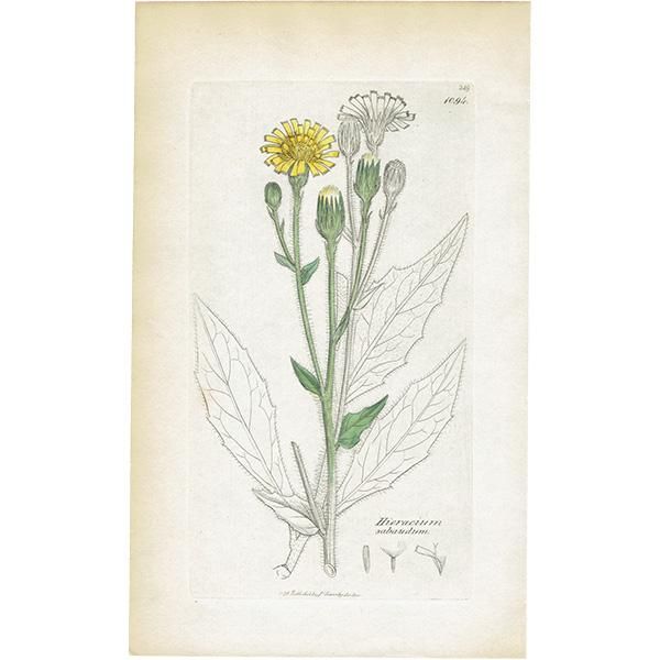 ꥹ ܥ˥륢/ʪ HIERACIUM sabaudum(ʥݥ°). plate.1094,1839ǯ 0521