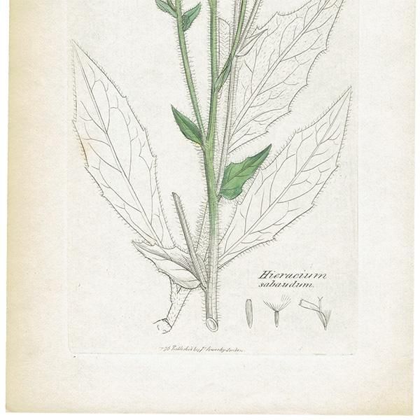 ꥹ ܥ˥륢/ʪ HIERACIUM sabaudum(ʥݥ°). plate.1094,1839ǯ 0521