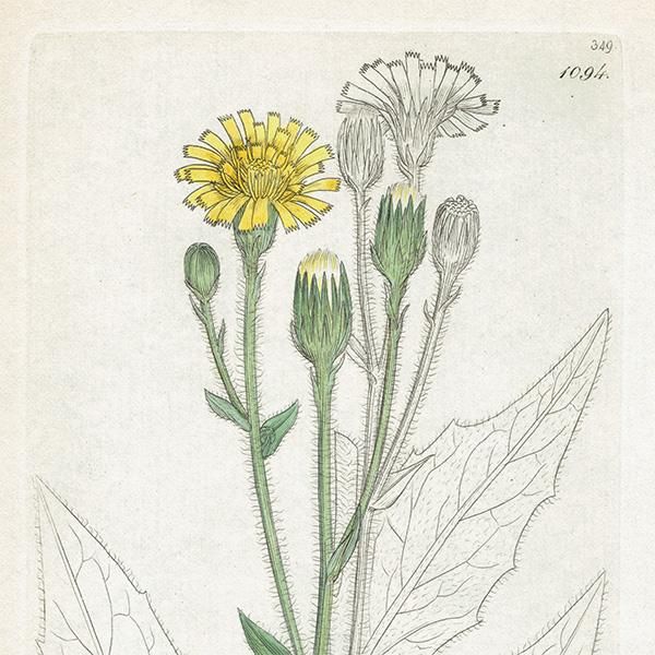 ꥹ ܥ˥륢/ʪ HIERACIUM sabaudum(ʥݥ°). plate.1094,1839ǯ 0521