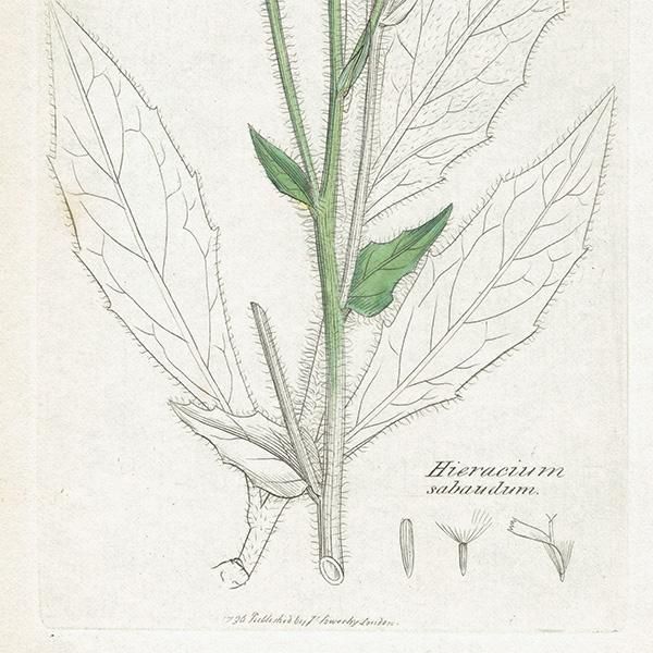 ꥹ ܥ˥륢/ʪ HIERACIUM sabaudum(ʥݥ°). plate.1094,1839ǯ 0521