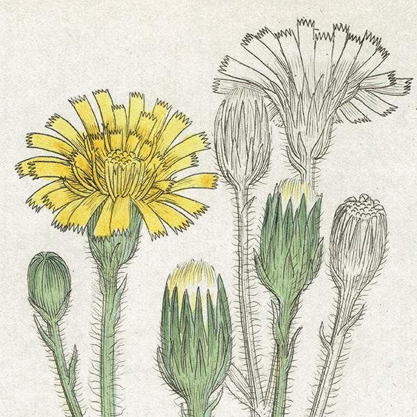 ꥹ ܥ˥륢/ʪ HIERACIUM sabaudum(ʥݥ°). plate.1094,1839ǯ 0521