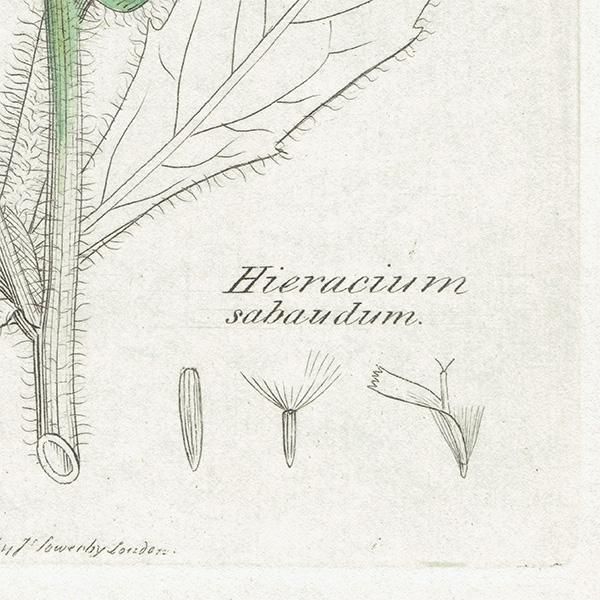 ꥹ ܥ˥륢/ʪ HIERACIUM sabaudum(ʥݥ°). plate.1094,1839ǯ 0521