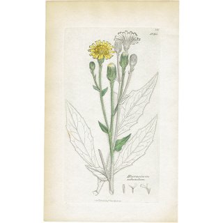 イギリス ボタニカルアート/植物画 HIERACIUM sabaudum(ヤナギタンポポ属). plate.1094,1839年 0521