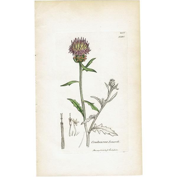 ꥹ ܥ˥륢/ʪ CENTAUREA Isnardi(󥿥쥢). plate.1190,1839ǯ  0522