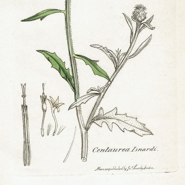 ꥹ ܥ˥륢/ʪ CENTAUREA Isnardi(󥿥쥢). plate.1190,1839ǯ  0522