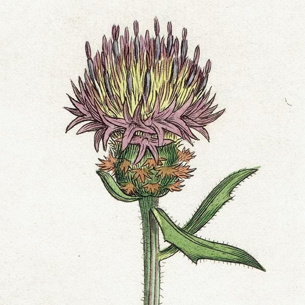 ꥹ ܥ˥륢/ʪ CENTAUREA Isnardi(󥿥쥢). plate.1190,1839ǯ  0522