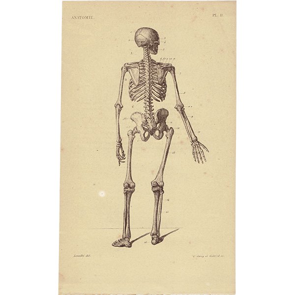 人体医療解剖学アンティークプリント 人体骨格図 0007 アンティーク ヴィンテージの古いプリント 紙もの専門店 Comfy Design