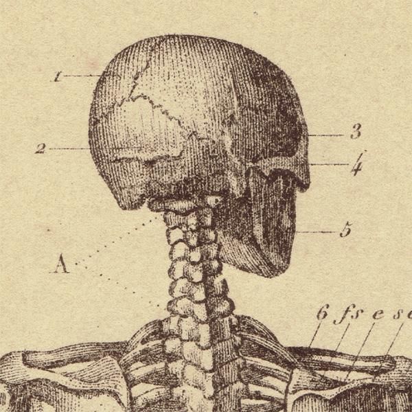 人体医療解剖学アンティークプリント 人体骨格図 0007 人体医療解剖学アンティークプリント 人体骨格図 0007