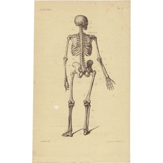 人体医療解剖学アンティークプリント 人体骨格図   0007