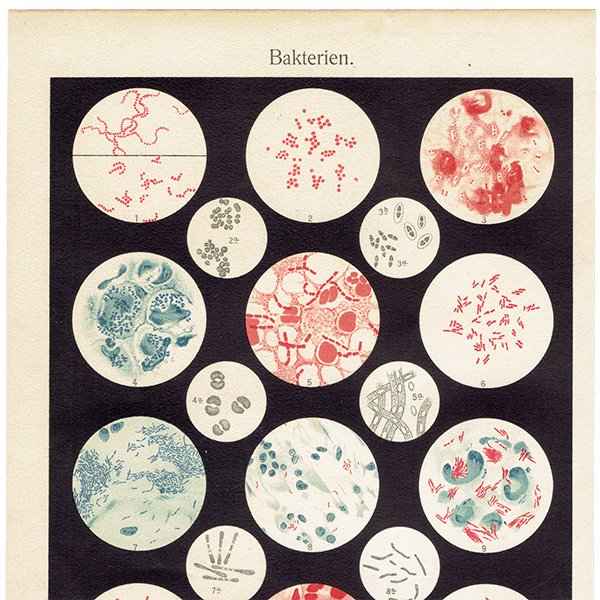 博物画：バクテリア （細菌） アンティークプリント 標本画  0115