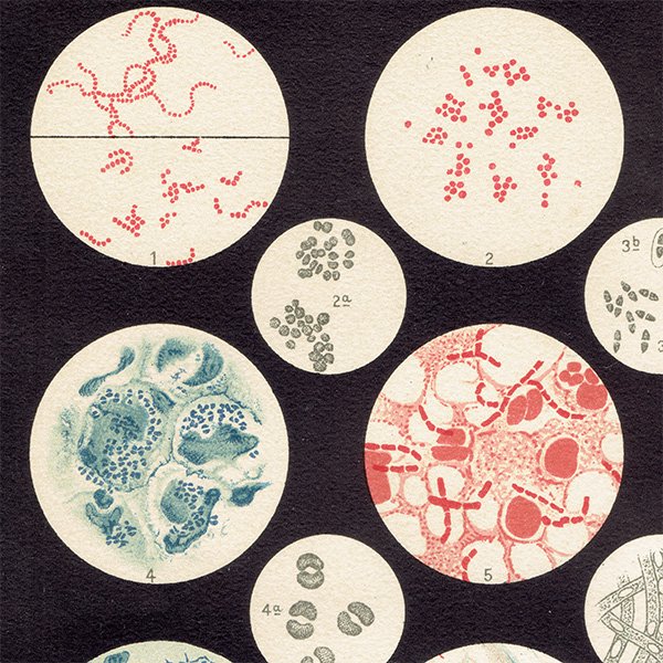 博物画：バクテリア（細菌） アンティークプリント  0115